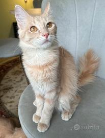 Gattina di razza, Angora Turco - Georgina