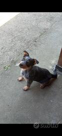 Cucciola di Australian Cattle Dog