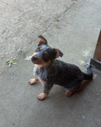 Cucciola di Australian Cattle Dog