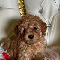 Barboncini toy e nano