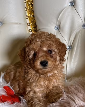 Barboncini toy e nano