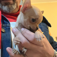 Chihuahua mini toy