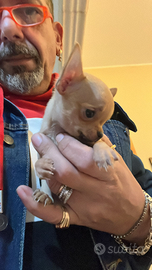 Chihuahua mini toy