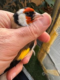 Cardellino maior 2025