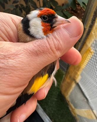 Cardellino maior 2025