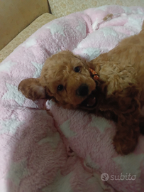 Cucciolo di barboncino nano color albicocca