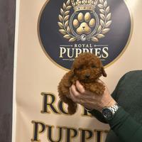 Cuccioli barboncino Toy /nano /mini Toy