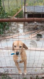 Cane da caccia grossa,incrocio di Beagle/lepraiolo