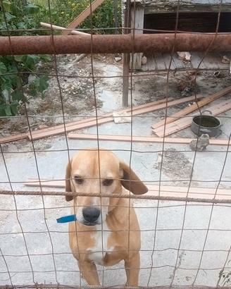 Cane da caccia grossa,incrocio di Beagle/lepraiolo