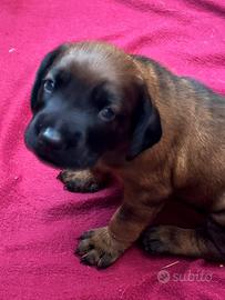Cuccioli di segugio bavarese