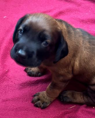 Cuccioli di segugio bavarese