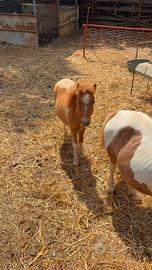 5 pony
