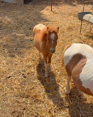 5 pony