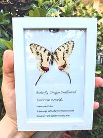 Rara Farfalla Naturale  Quadro Dragon Swallowtail