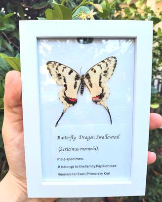 Rara Farfalla Naturale  Quadro Dragon Swallowtail
