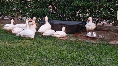 Anatre call duck