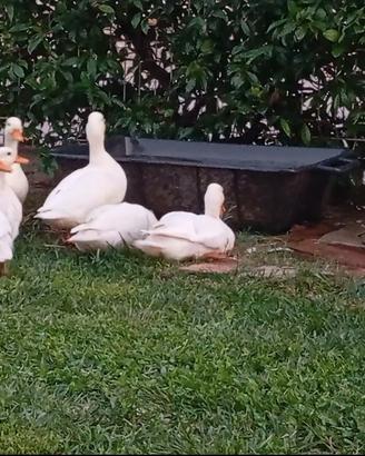 Anatre call duck