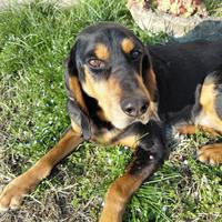 Segugio di 10 anni adatto a famiglie e anziani