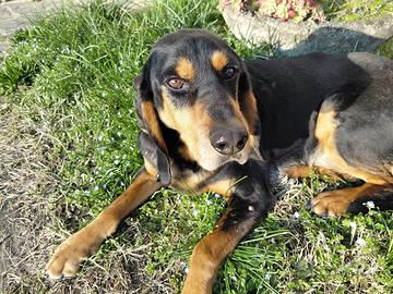 Segugio di 10 anni adatto a famiglie e anziani