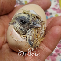 Moroseta SILKIE piu COLORI