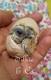 Moroseta SILKIE piu COLORI