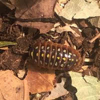 Colonia starter Armadillidium klugi m