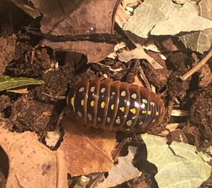 Colonia starter Armadillidium klugi m