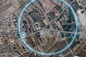 Oliveto con una 30a di piante grandi