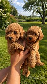 Maltipoo