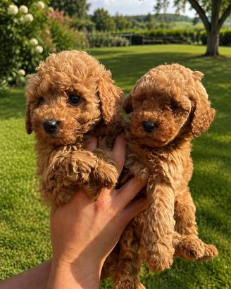 Maltipoo