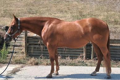Paint Horse