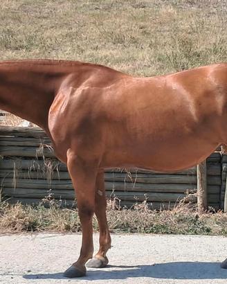 Paint Horse
