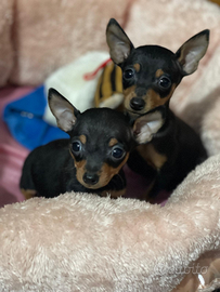 Cuccioli femmina Pinscher