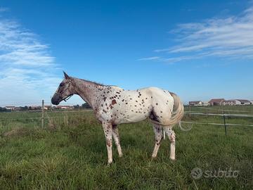 Cavallo Angloarabo X appoloosa