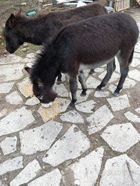 Coppia di asinelli gravida