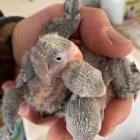 Inseparabili pulli pappagalli