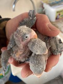 Inseparabili pulli pappagalli