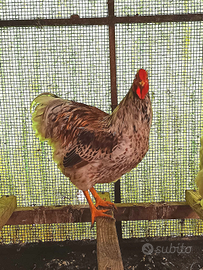 Gallo wyandotte