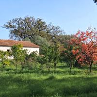 Villetta singola con giardino