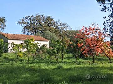 Villetta singola con giardino