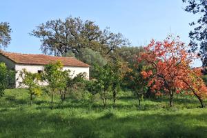 Villetta singola con giardino
