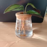 Calathea Ornata Geoppertia