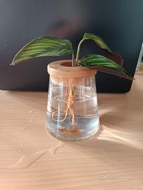 Calathea Ornata Geoppertia