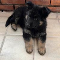 2 Cuccioli di Pastore Tedesco amico fedele