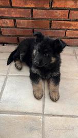 2 Cuccioli di Pastore Tedesco amico fedele
