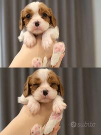 Dolci cuccioli di Cavalier King Charles