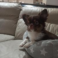 Chihuahua pelo lungo