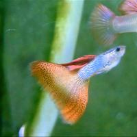 Guppy red lace - linea da concorso