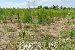 Terreno Agricolo - Trentola-Ducenta