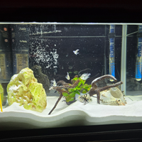 Acquario con pesci red parrot blu